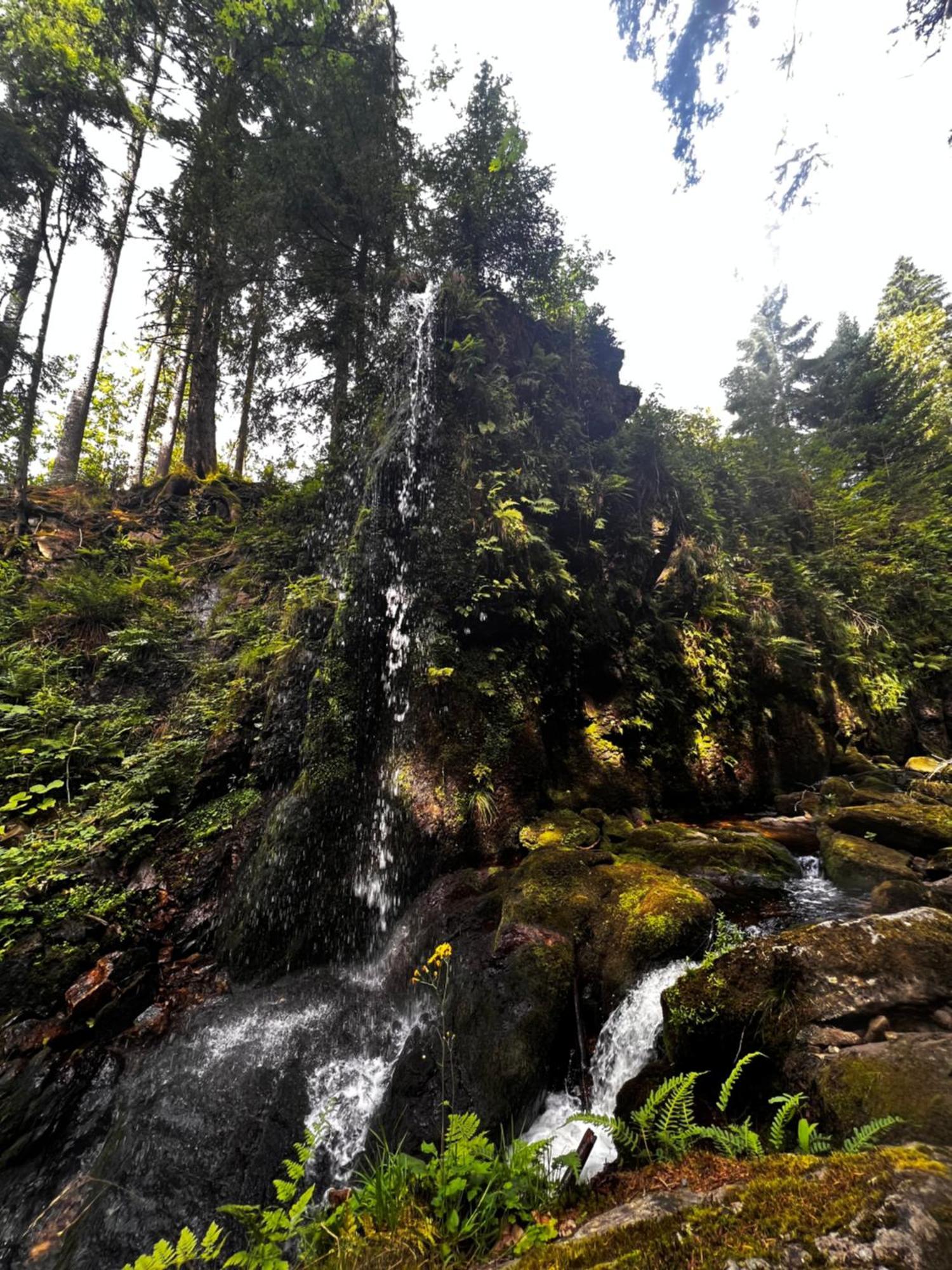 Am Berg Feldberg (Baden-Wurttemberg) Exterior foto
